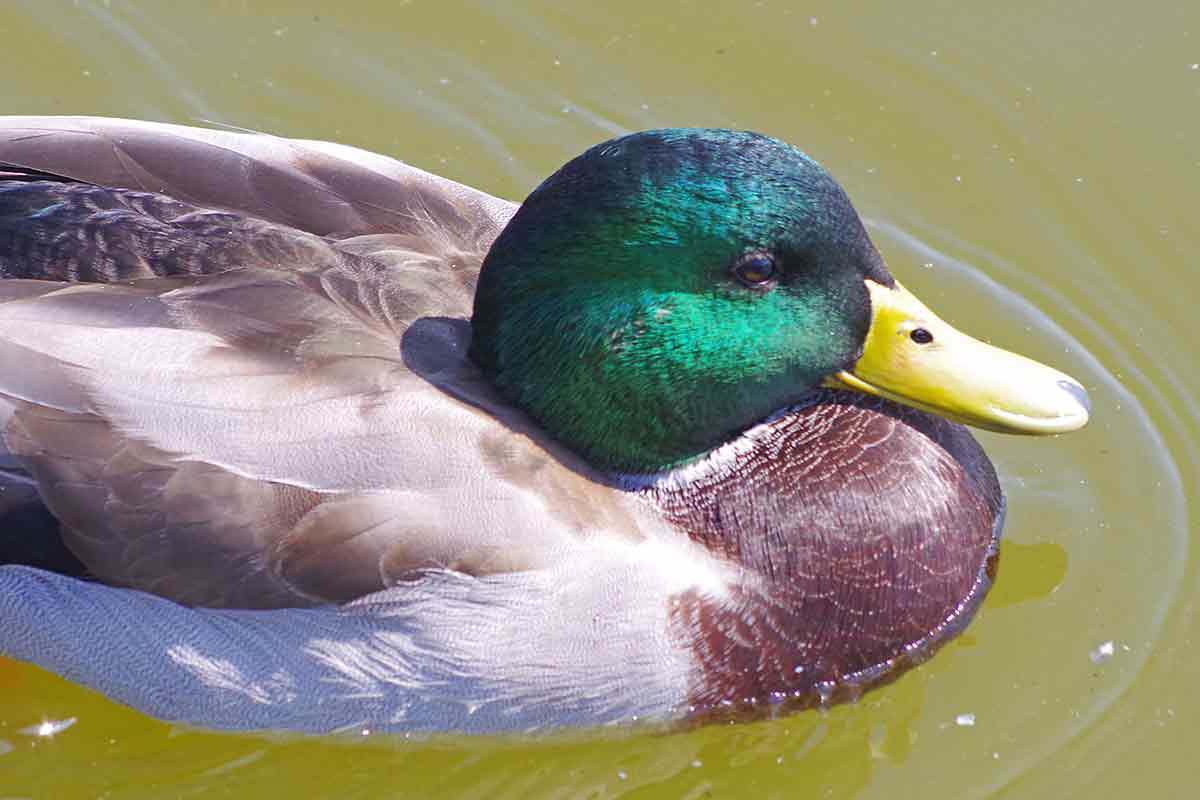 Six waterfowl tips for hunters.