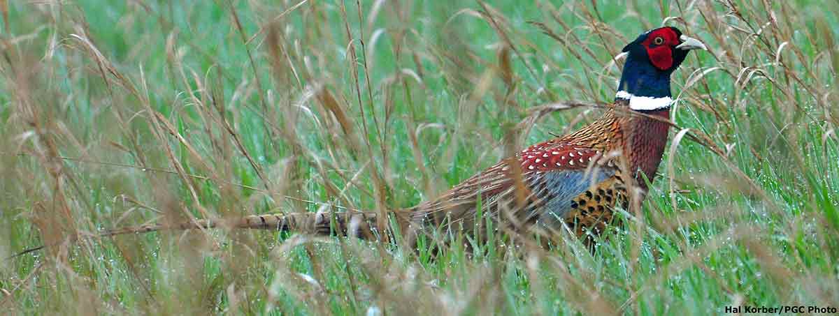 A special wild pheasants hunt offered lots of action.