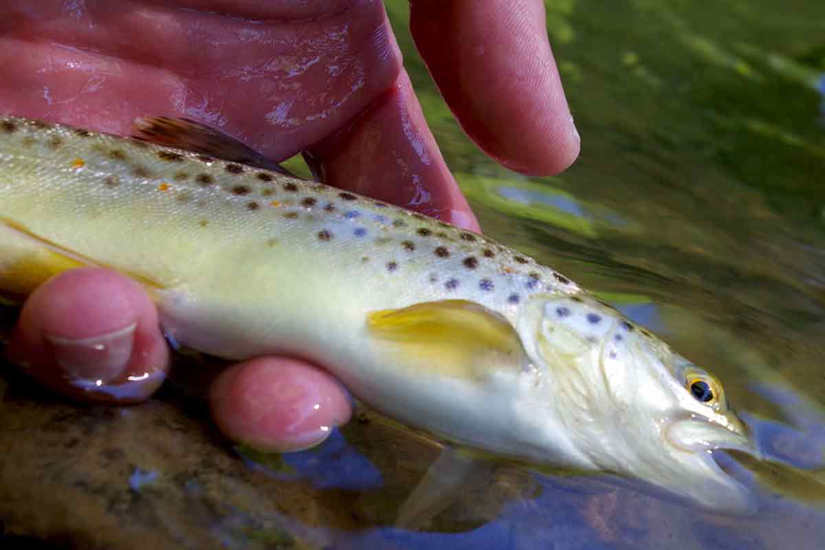 A "Class A" population of wild brown trout inhabits Penns Creek.