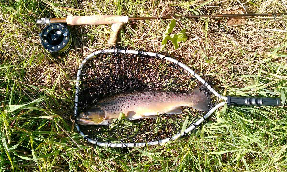 Wild trout anglers say they rarely harvest any fish.