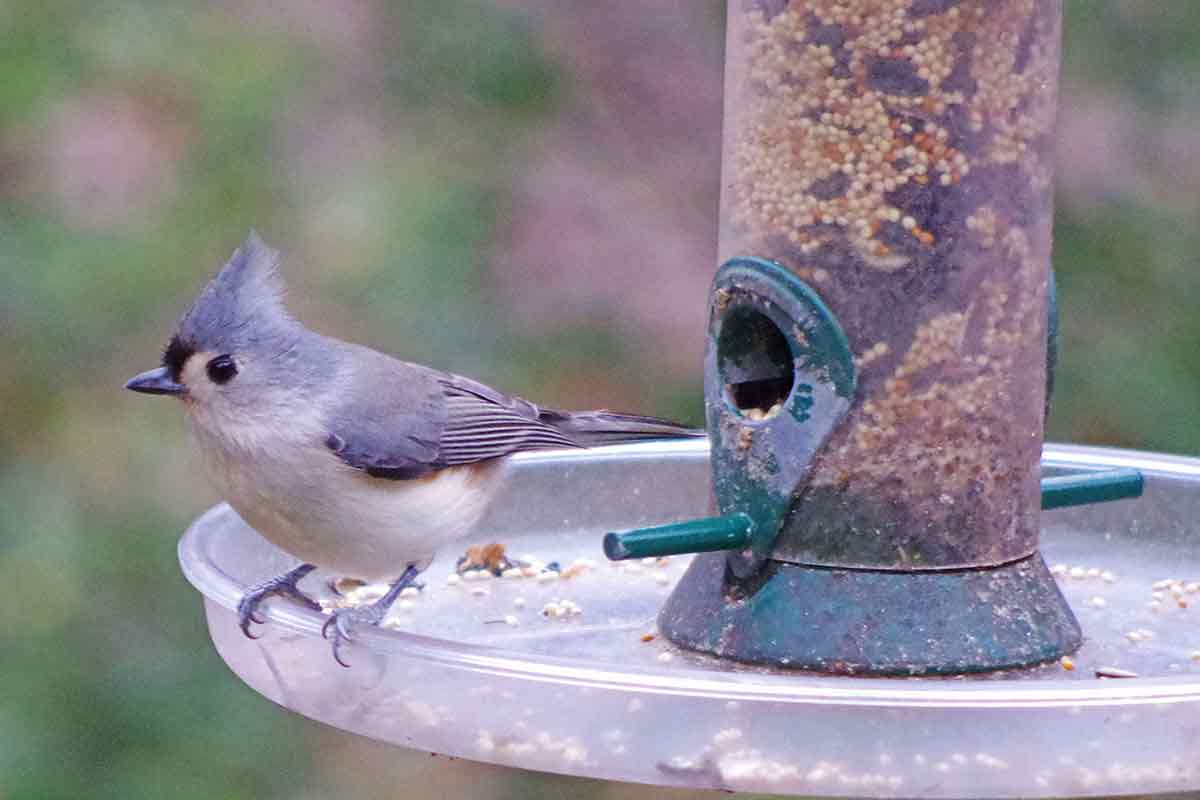Bird feeding is a popular activity among Americans.