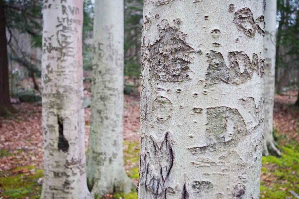 Winter tree identification is tied to bark.
