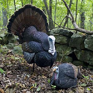 Nate Hosie uses strutter decoys on occasion.