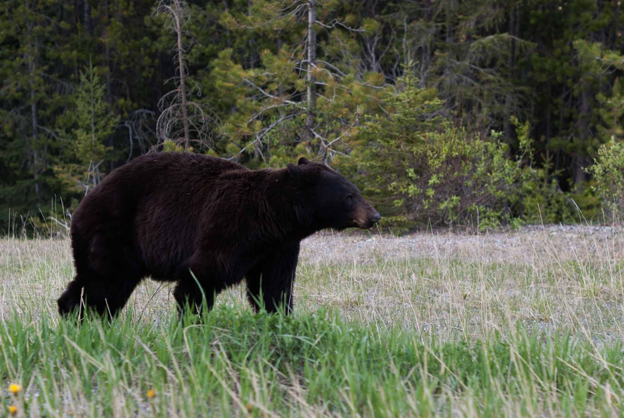 Bear season is longer than ever.