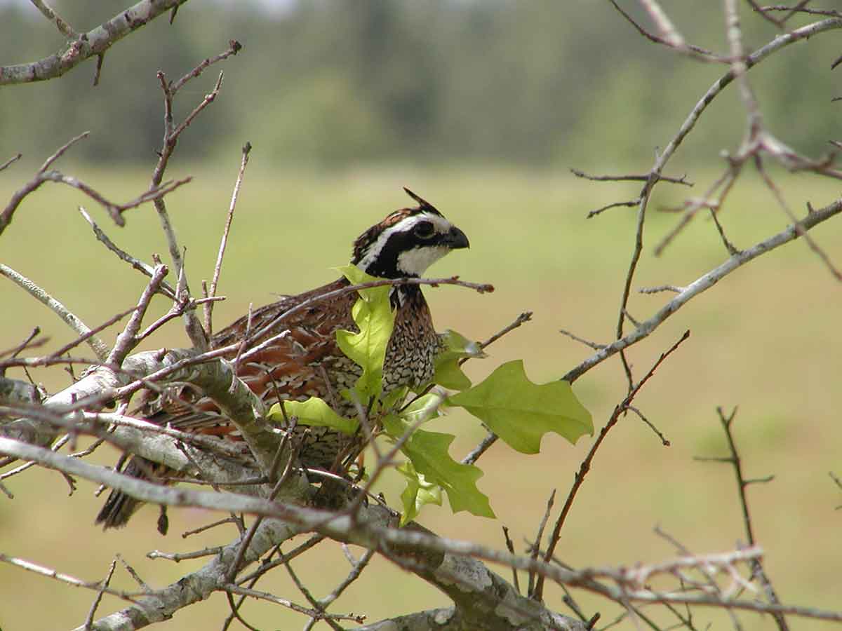 Bobwhite quail are grassland birds.
