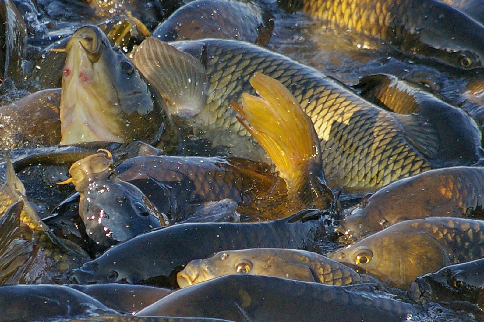 Carp fishing hot spots and panfish opportunities. Both await anglers.