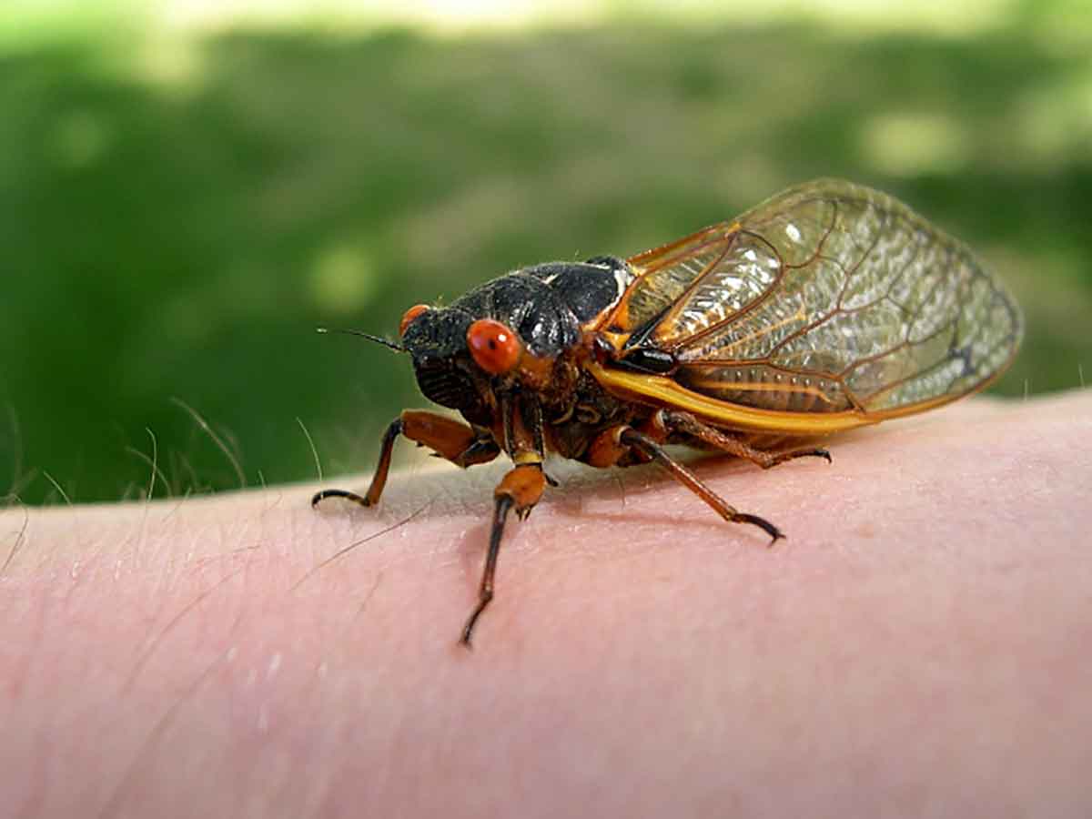Cicadas are big bugs.
