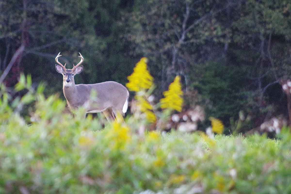 Deer season is fun.