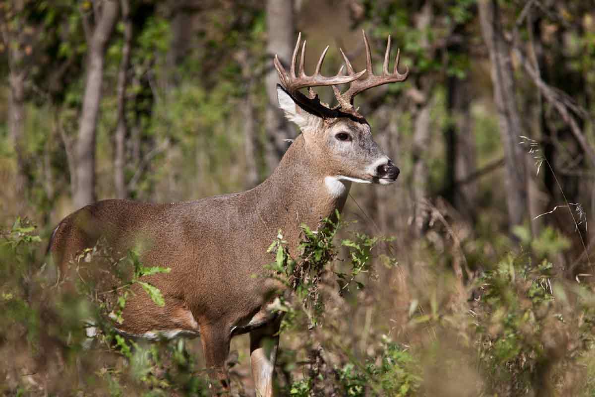 The Pennsylvania deer season is shaping up to be another good one.
