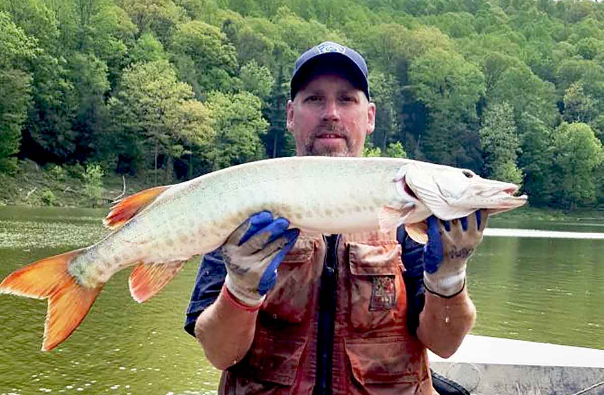 A musky is a real trophy.