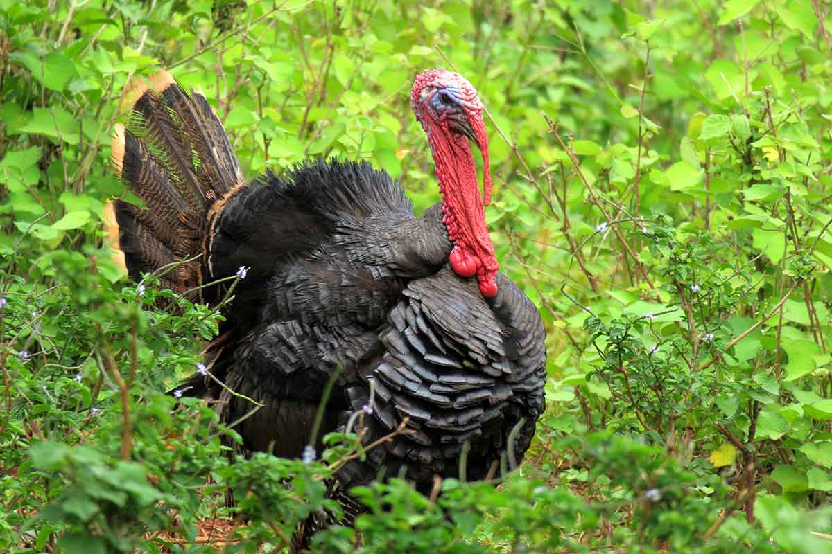 Spring gobbler tips from the 'Turkey Man' EverybodyAdventures