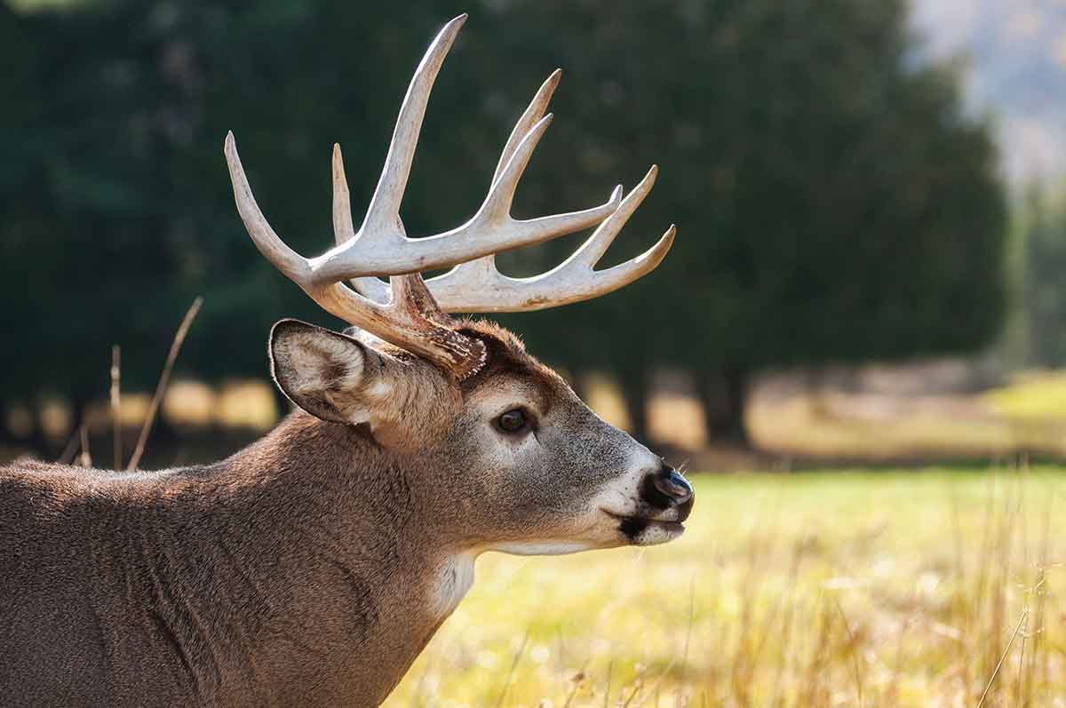 Learning to track deer can pay big dividends.