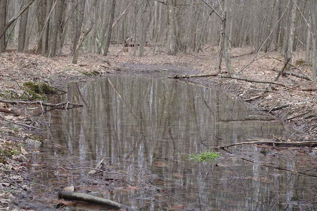 Vernal pools are interesting.