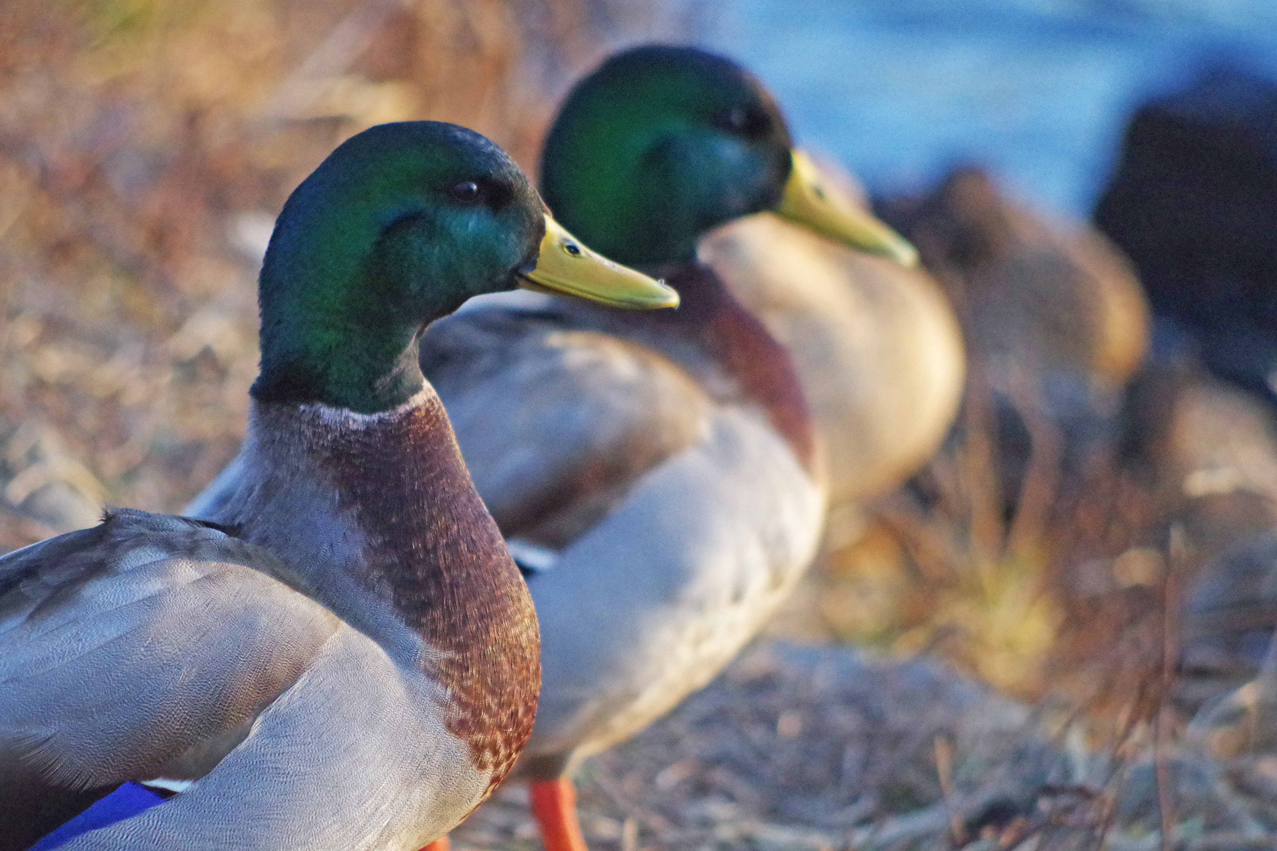 Waterfowl seasons are being established right now.